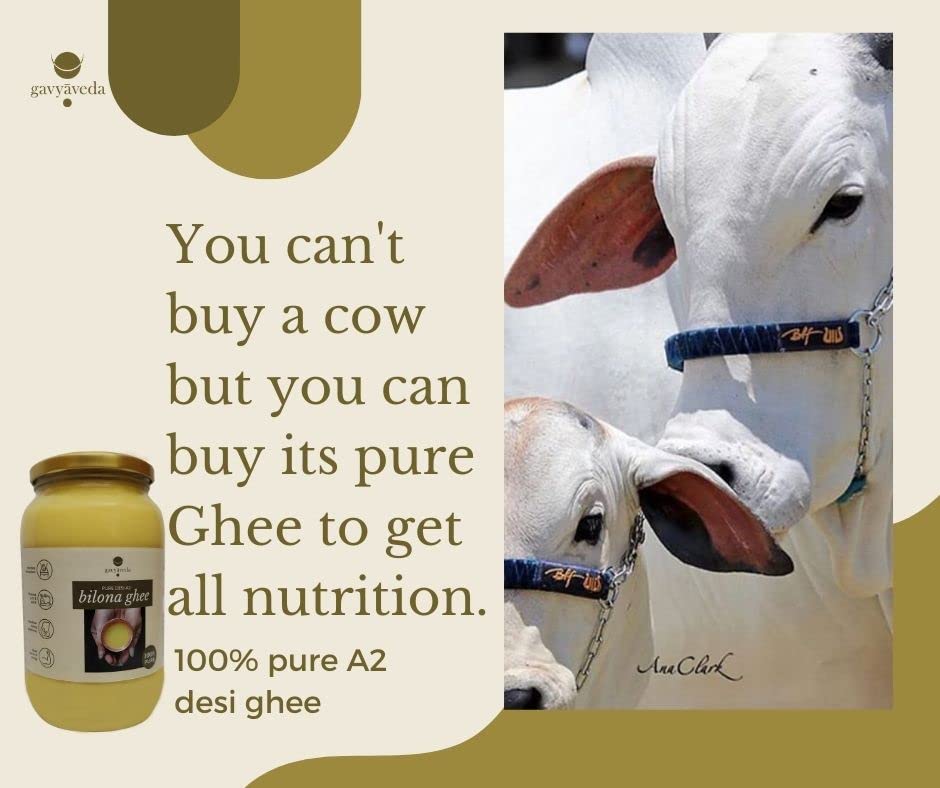 Pure Premium A2 Bilona Cow Ghee By Gavyaveda | Naturally & Healthy Pure Cow Ghee Perfect For Bones Health | (1 Litr) 33.8 Ounce | Jar Pack Pure Premium A2 Bilona Cow Ghee By Gavyaveda | Naturally & Healthy Pure Cow Ghee Perfect For Bones Health | (1 Litr) 33.8 Ounce | Jar Pack