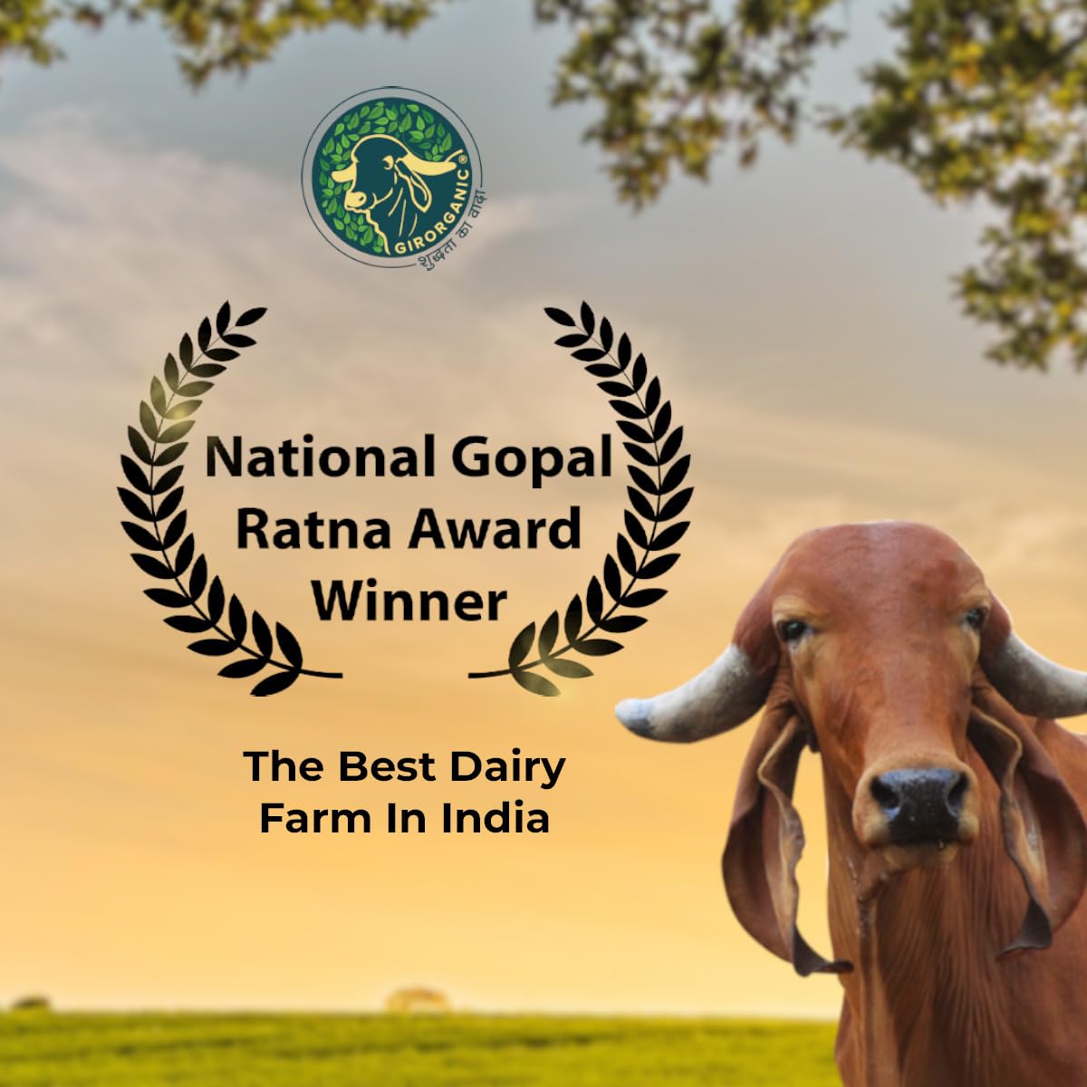 100% Pure A2 Gir Cow Ghee By Girorganic | Rich In Nutrients Healthy & Protein Fiber Pure Desi Ghee Perfect For Calcium | (250ml) 8.4 Ounce | Jar Pack 100% Pure A2 Gir Cow Ghee By Girorganic | Rich In Nutrients Healthy & Protein Fiber Pure Desi Ghee Perfect For Calcium | (250ml) 8.4 Ounce | Jar Pack