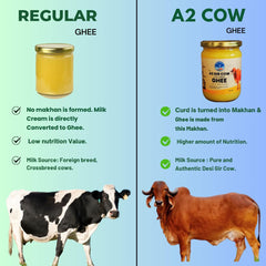 Premium Natural A2 Gir Cow Ghee By Rachiket | Rich In Nutrients & Healthy Fats Bilona Cow Ghee Good For Digestive Health | (500ml) 16.9 Ounce | Jar Pack