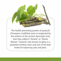 Jain Guduchi Stem Powder 100% Pure, Vegan & Paraben Free, Strengthens The Tissues, Bolsters Immunity & Promotes Vitality | 100gm 0.2lbs Each Pack Of 2