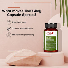 Jiva Giloy For Digestion 100% Pure & Natural Ageing & Immunity Boost, Herbal Supplements, Rich In Antioxidants, Natural Immunity - Booster Herb | 60 Capsules 100gm 0.2lbs Each Pack Of 4