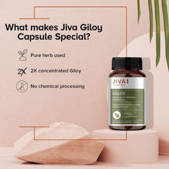 Jiva Giloy For Digestion 100% Pure & Natural Ageing & Immunity Boost, Herbal Supplements, Rich In Antioxidants, Natural Immunity - Booster Herb | 60 Capsules 100gm 0.2lbs