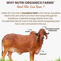 Organic Natural A2 Desi Gir Cow Ghee By Nutri Organics | Pure Aroma, Natural & Healthy Danedar Ghee Good For Bones Health | (500ml) 16.9 Ounce | Jar Pack