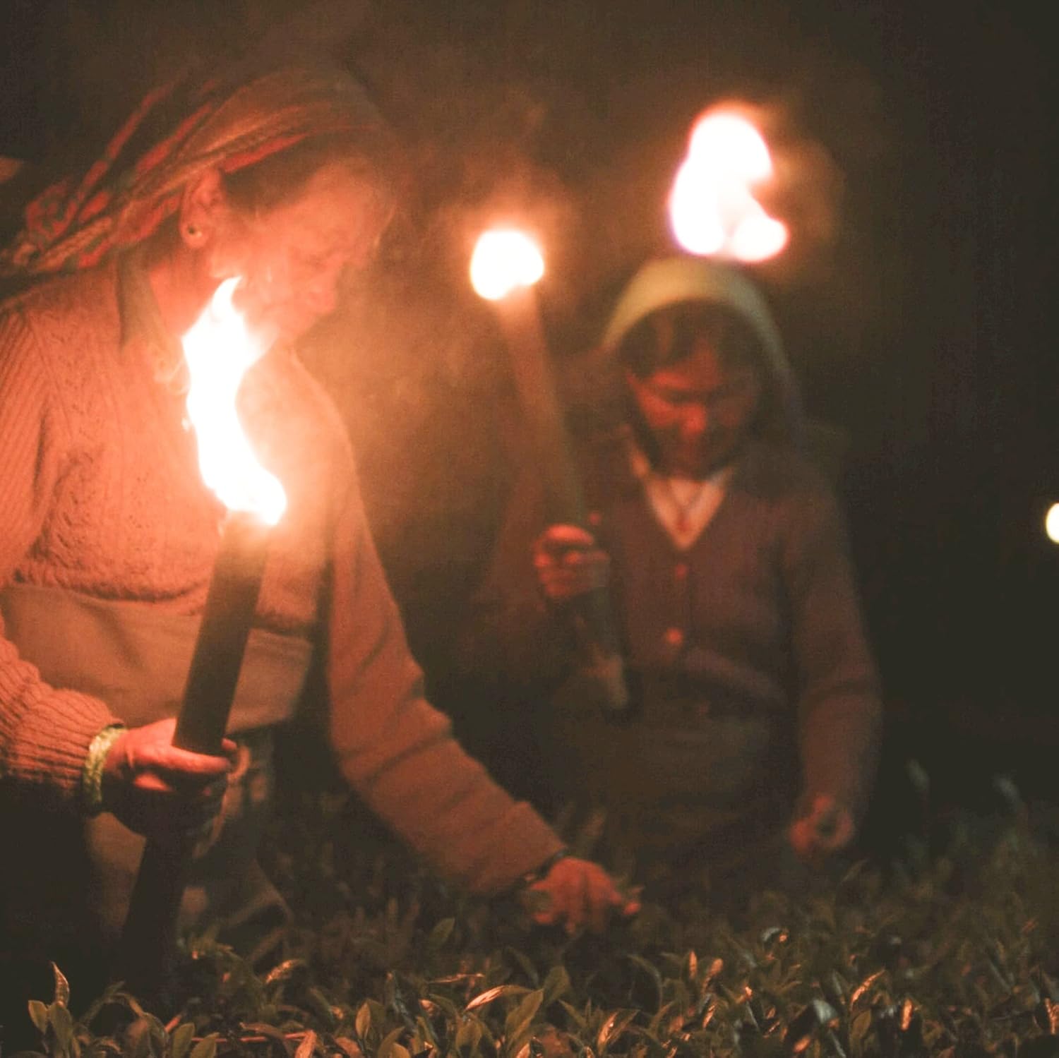 Makaibari Tea Treasures Silver Tips Imperial Oolong Tea - 50gm, 1.7 Ounce | USDA Certified Premium Darjeeling Full Moon Loose Leaf Tea - Low Caffeine Loose Leaves Makaibari Tea Treasures Silver Tips Imperial Oolong Tea - 50gm, 1.7 Ounce | USDA Certified Premium Darjeeling Full Moon Loose Leaf Tea - Low Caffeine Loose Leaves