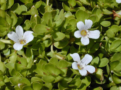 A D Food & Herbs Organic Brahmi Bacopa Monnieri Dried Brahmi Leaves, High - Quality Standards, Helps In Getting A Sound Sleep | 100gm 0.2lbs