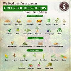 Premium A2 Bilona Gir Cow Desi Ghee By Gir Amritphal | Good Source Of Healthy Desi Cow Ghee For Laddus & Sweets | 4Litre (1 Litr * 4) 135.2 Ounce | Container Jar