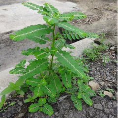 Iagrifarm Organic Bhumi Amla Powder - Bhumyamalaki Keelanelli Nela Usiri Powder, No Added Preservatives | 250gm 0.5lbs