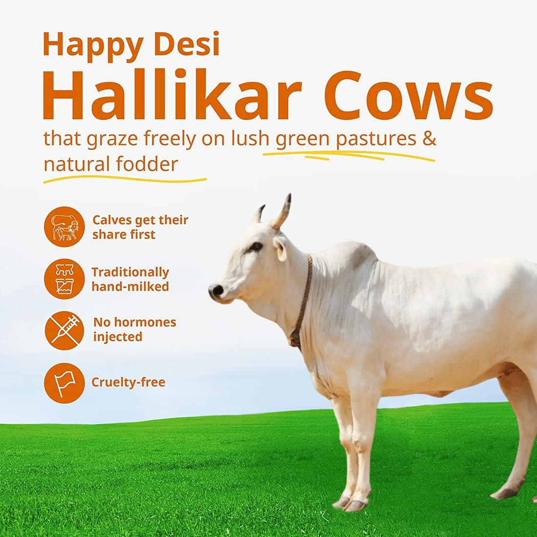 Pure Natural A2 Desi Cow Ghee By Two Farmers Organics | Rich In Vitamins A, E Healthy Desi Cow Ghee For Improves Digestion | (1Litr) 33.8 Ounce | Jar Pack Pure Natural A2 Desi Cow Ghee By Two Farmers Organics | Rich In Vitamins A, E Healthy Desi Cow Ghee For Improves Digestion | (1Litr) 33.8 Ounce | Jar Pack