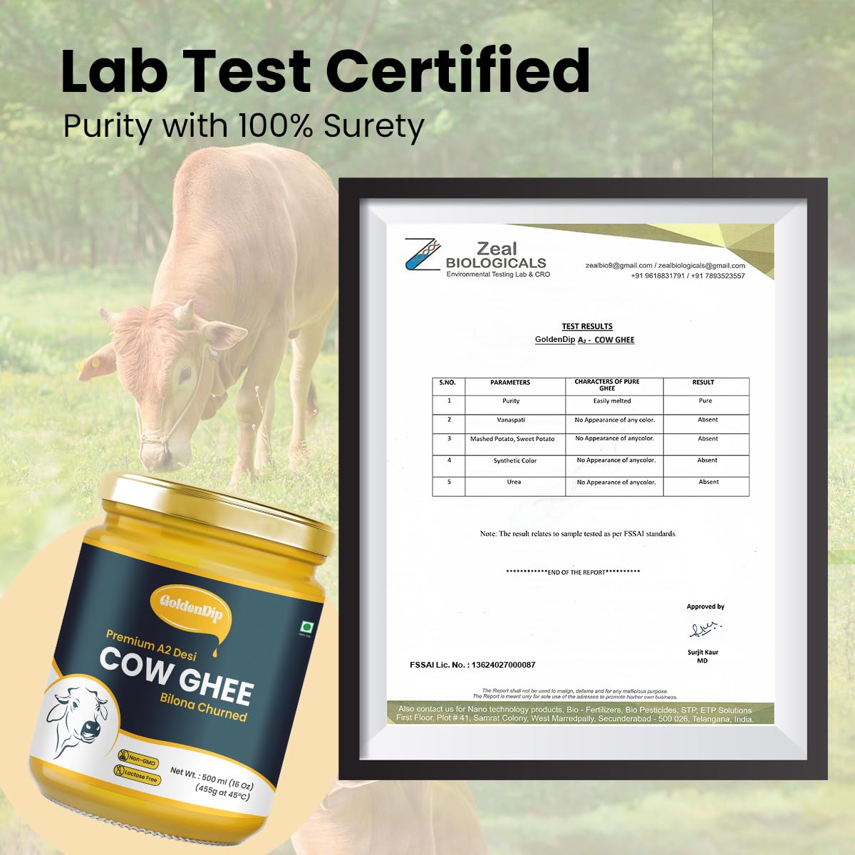 Organic Premium A2 Cow Desi Ghee By Goldendip | Bilona Churned Pure A2 Ghee Makes Your Food Tasty & Healthy | (500ml) 16.9 Ounce | Jar Pack Organic Premium A2 Cow Desi Ghee By Goldendip | Bilona Churned Pure A2 Ghee Makes Your Food Tasty & Healthy | (500ml) 16.9 Ounce | Jar Pack