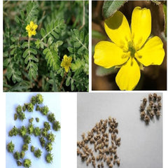 Indian Agri Farm Gokshura Powder Nerunji Mull Gokhru Chota Cinnapalleru Powder, No Added Preservatives, No Aritifical Color | 100gm 0.2lbs