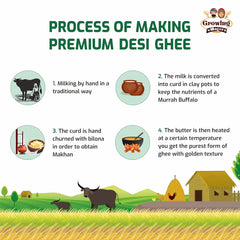 Organic Pure A2 Buffalo Ghee By Growing Villagers | Good Source Of Energy Healthy & Nutrients Desi Ghee Improves Digestion | 1 Litre (500ml * 2) 33.8 Ounce | Jar Pack