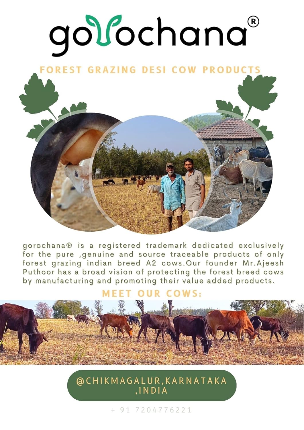 Natural Malnad Gidda Cow Ghee By Gorochana | Rich In Nutrients & Immunity Natural & Healthy Cultured Desi Ghee | (500ml) 16.9 Ounce | Jar Pack Natural Malnad Gidda Cow Ghee By Gorochana | Rich In Nutrients & Immunity Natural & Healthy Cultured Desi Ghee | (500ml) 16.9 Ounce | Jar Pack