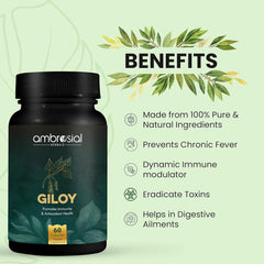 Ambrosial Giloy (Guduchi) High Strength 500mg Natural Giloy Extract Strengths Immune System & Antioxidant Health, Supports Overall Wellness | 60 Capsules 100gm 0.2lbs