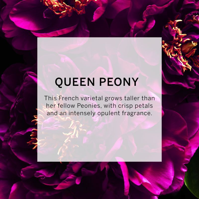 VICTORIA'S SECRET BOMBSHELL PASSION FINE FRAGRANCE MIST 250ML 8.4 FL.OZ. WOMEN FRAGRANCE VICTORIA'S SECRET BOMBSHELL PASSION FINE FRAGRANCE MIST 250ML 8.4 FL.OZ. WOMEN FRAGRANCE