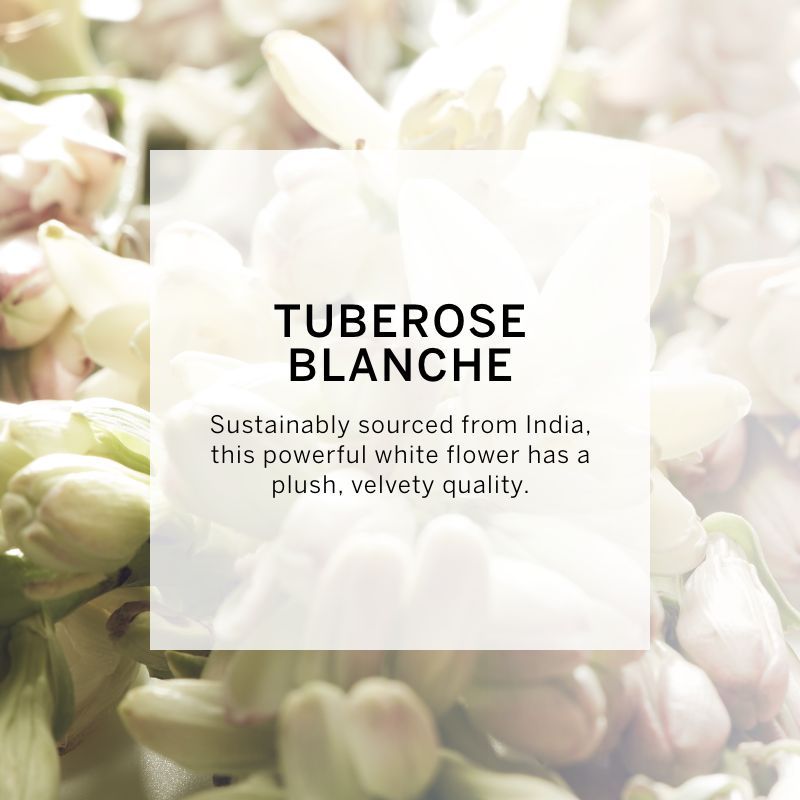 VICTORIA'S SECRET VERY SEXY OASIS EAU DE PARFUM 50ML 1.6 FL.OZ. WOMEN FRAGRANCE VICTORIA'S SECRET VERY SEXY OASIS EAU DE PARFUM 50ML 1.6 FL.OZ. WOMEN FRAGRANCE