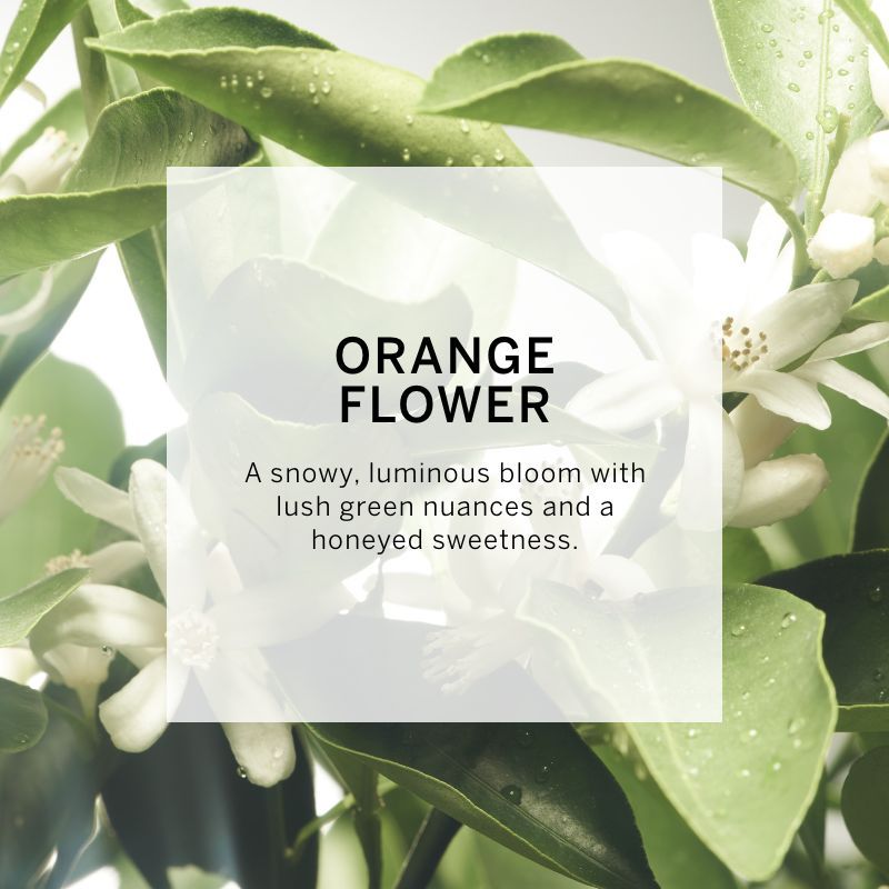 VICTORIA'S SECRET VERY SEXY OASIS EAU DE PARFUM 50ML 1.6 FL.OZ. WOMEN FRAGRANCE VICTORIA'S SECRET VERY SEXY OASIS EAU DE PARFUM 50ML 1.6 FL.OZ. WOMEN FRAGRANCE