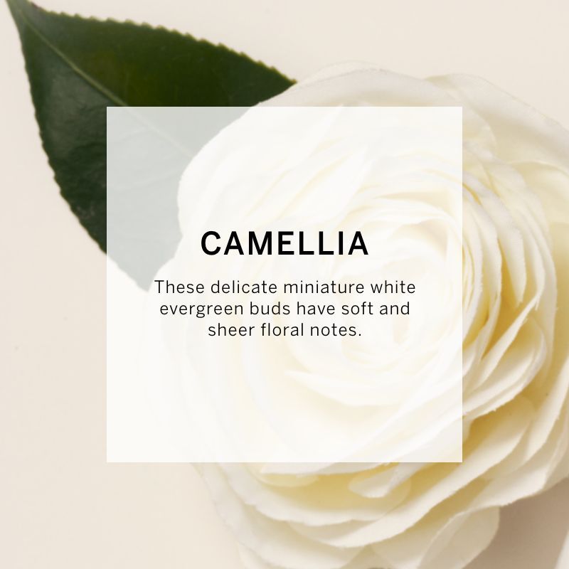 VICTORIA'S SECRET VERY SEXY OASIS FINE FRAGRANCE MIST 75ML 2.5 FL.OZ. WOMEN FRAGRANCE VICTORIA'S SECRET VERY SEXY OASIS FINE FRAGRANCE MIST 75ML 2.5 FL.OZ. WOMEN FRAGRANCE