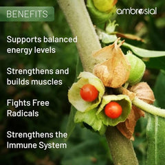 Ambrosial Ashwagandha 500mg Herbal Supplement 100% Natural & Vegan High Strength, Immunity Support, Improves Blood Flow & Reduces Cortisol Levels | 120 Capsules 200gm 0.4lbs