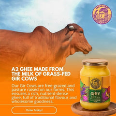 Organic A2 Cow Desi Ghee By Amyra Farms | Nutrient Rich Natural & Healthy Handcrafted Bilona Ghee Good For Taste | (200ml) 6.7 Ounce | Jar Pack