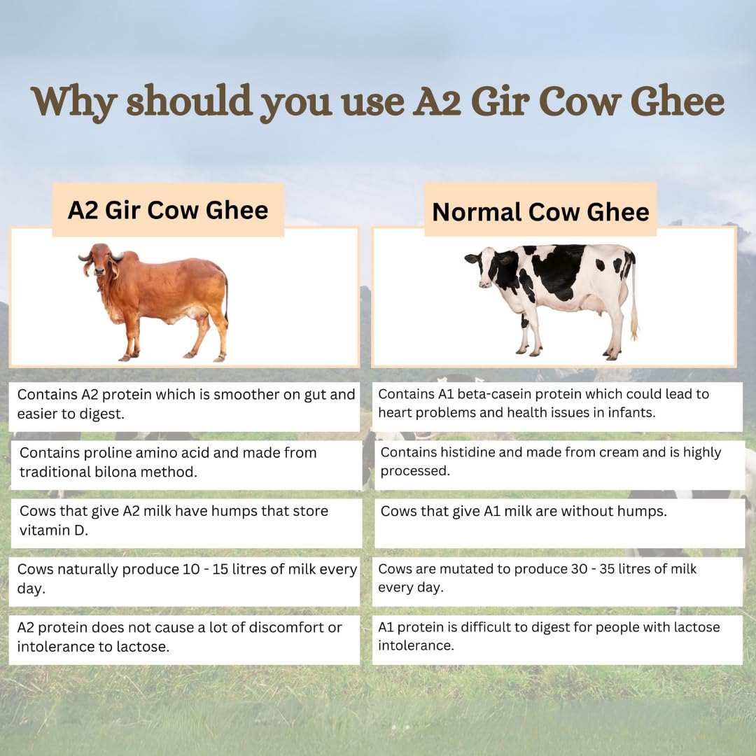 Premium A2 Cow Desi Ghee By Earthen Story | Ancient Bilona Method | Cultured Desi Ghee Good For Cooking | (500ml) 16.9 Ounce | Jar Pack