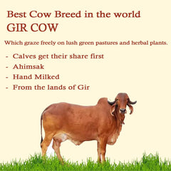 Pure Natural A2 Gir Cow Ghee By Bharatfarms | Traditional Curd Churned Vedic Bilona Method Danedar Ghee For Heart Health | (500ml) 16.9 Ounce | Jar Pack