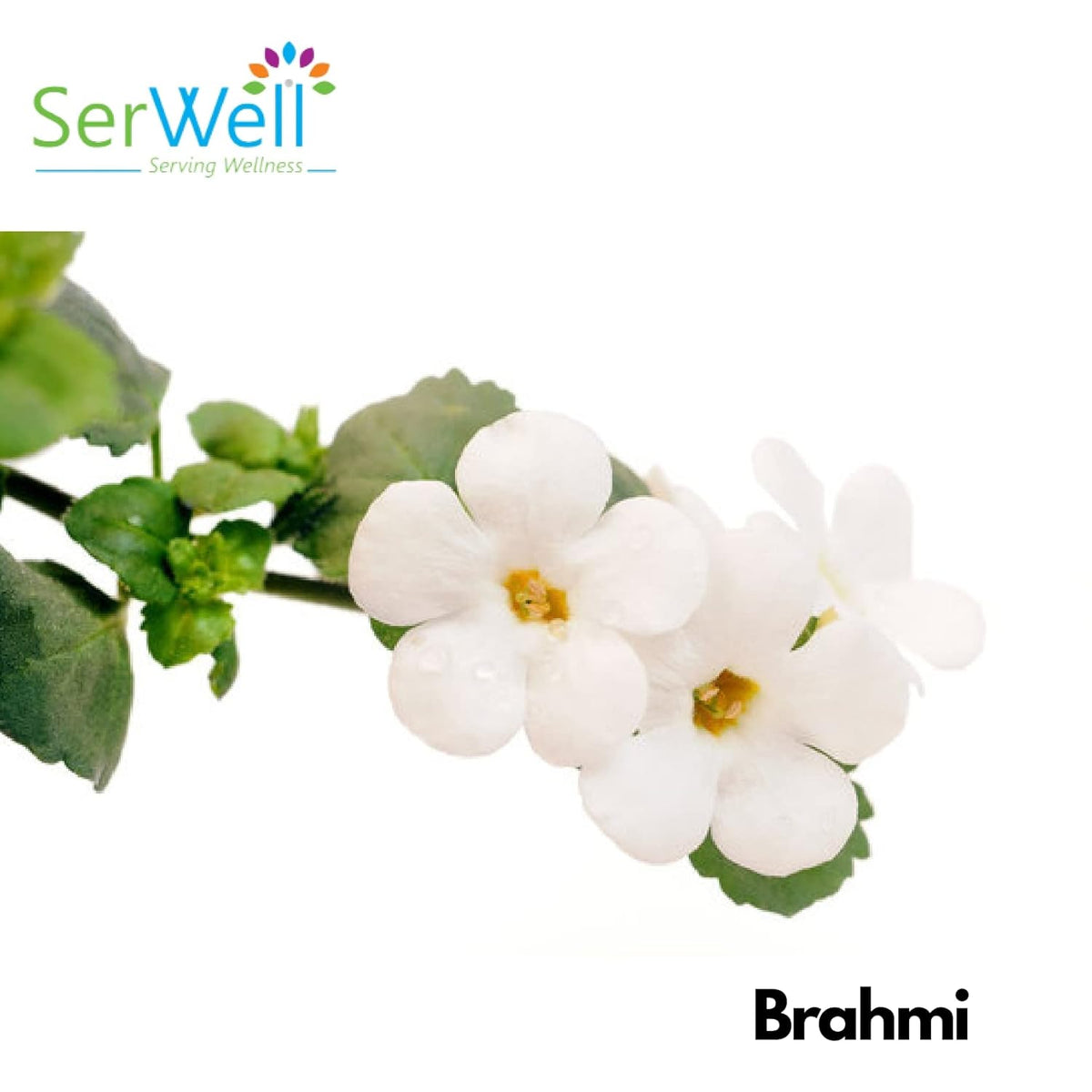 Serwell 100% Pure Herbal Brahmi Extract 5:1 500mg, Best Ingridient For Brain Health | 30 Vegetarian Capsules 50gm 0.1lbs