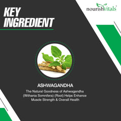 Nourishvitals Ashwagandha Pure Herbs, 500mg Ashwagandha Extract, Boosts Overall Wellness & Supports Enhanced Muscle Strength | 60 Veg Capsules 100gm 0.2lbs Each Pack Of 2