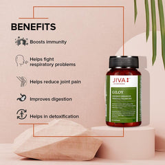 Jiva Giloy For Digestion 100% Pure & Natural Ageing & Immunity Boost, Herbal Supplements, Rich In Antioxidants, Natural Immunity - Booster Herb | 60 Capsules 100gm 0.2lbs Each Pack Of 4