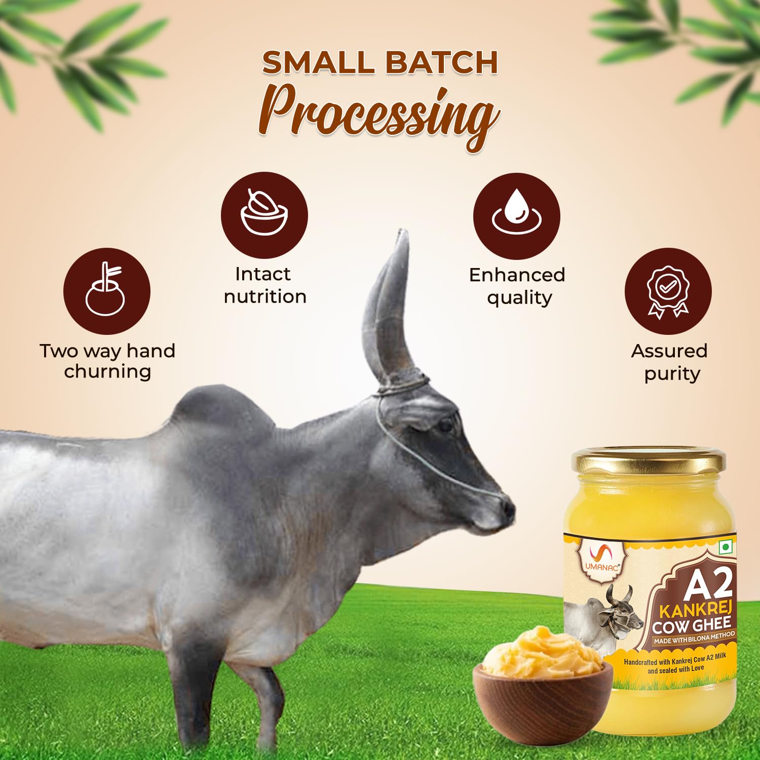 Organic A2 Kankrej Cow Ghee By Umanac | Traditional Hand Churned Bilona Method Desi Cow Ghee Good For Parathe | (500ml) 16.9 Ounce | Jar Pack