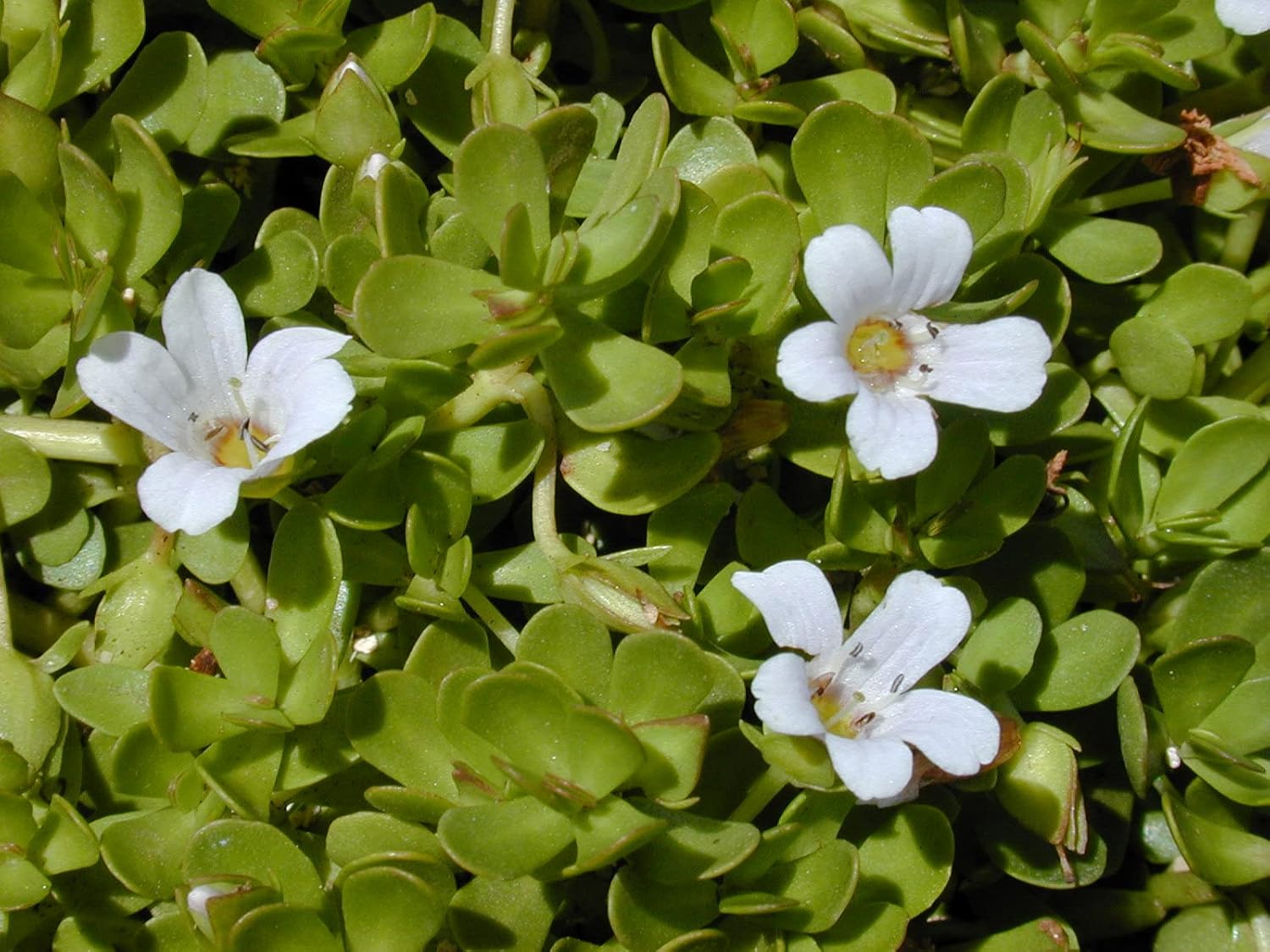 A D Food & Herbs Organic Brahmi Bacopa Monnieri Dried Brahmi Leaves, High - Quality Standards, Helps In Getting A Sound Sleep | 150gm 0.3lbs