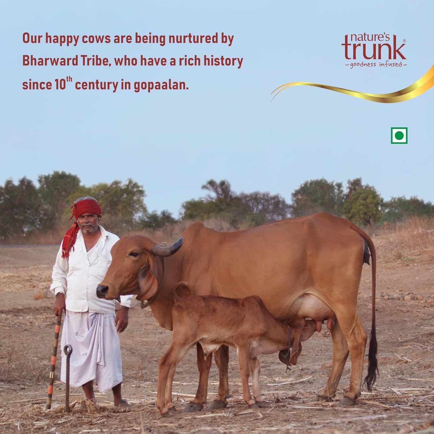 Natural A2 Desi Gir Cow Ghee By Nature'S Trunk | Vedic Bilona Method Healthy & Tasty Gir Cow Ghee Good For Overall Health | (1 Litre) 33.8 Ounce | Jar Pack