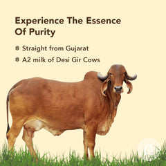 Natural Premium Bilona-Churned Gir Cow Ghee By Anveshan | High In Vitamins A, D & Healthy Bilona Method Desi Ghee Good For Improves Eyesight | (1 Litr) 33.8 Ounce | Jar Pack