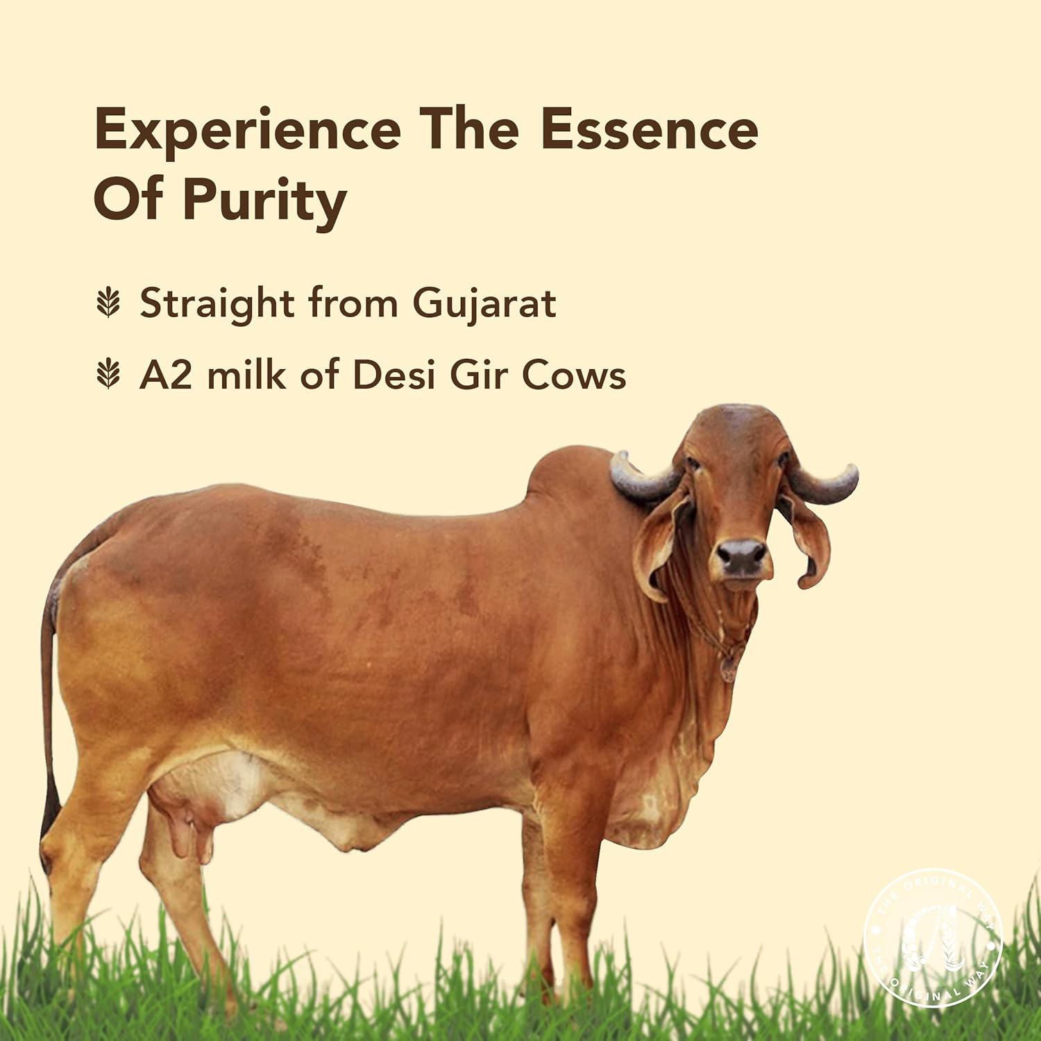 Natural Premium Bilona-Churned Gir Cow Ghee By Anveshan | High In Vitamins A, D & Healthy Bilona Method Desi Ghee | 2 Litre (1 Litr * 2) 67.6 Ounce | Jar Pack