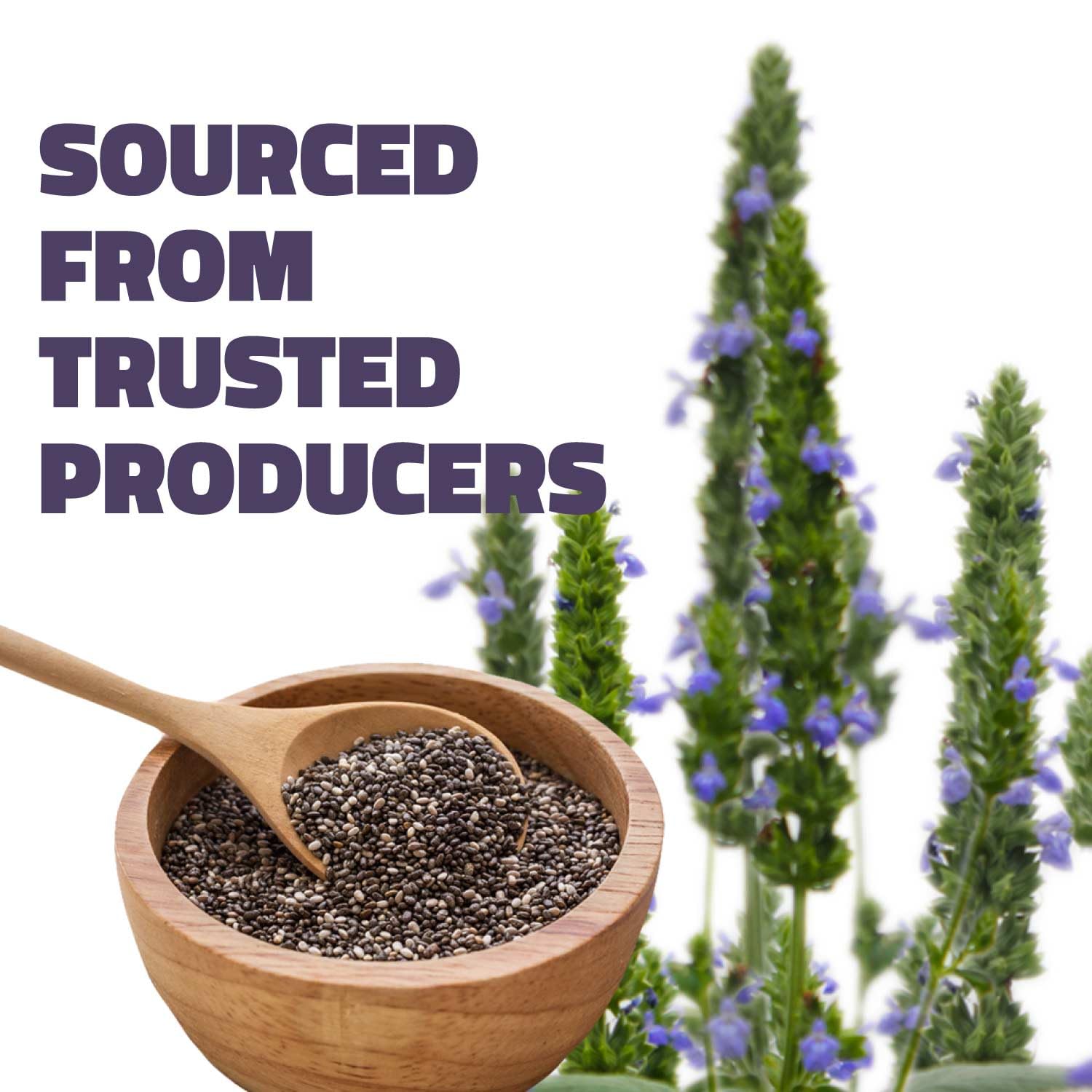 Farmley Chia Seeds For Eating, For Weight Management, Rich In Calcium, Protein & Fibre, Chia Seeds Are Sourced From The Finest Chia Plants | 200gm 0.4lbs
