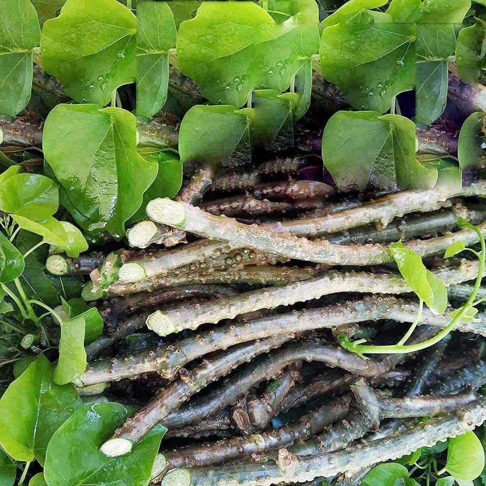 Online Quality Store Neem Giloy Raw 100 % Natural & Fresh Giloy, Neem Tree Guruch Fresh Stems Giloy Sticks Natural Guduchi For Health Immunity Booster, Kadha | 100gm 0.2lbs