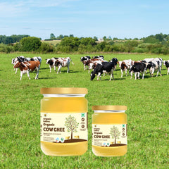 Organic Cow Ghee By Organic Tattva | Rich In Vitamin A & Healthy Desi Ghee Ideal For Relieves Constipation | (500ml) 16.9 Ounce | Jar Pack