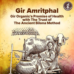 Premium A2 Bilona Gir Cow Desi Ghee By Gir Amritphal | Good Source Of Healthy Desi Cow Ghee For Bakes Cookies | 2Litre (500ml * 4) 67.6 Ounce | Container Jar
