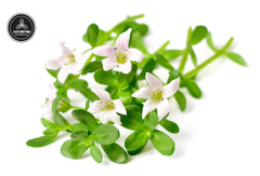 Naturevibe Botanicals Organic Brahmi Powder, Bacopa Monnieri, Promote Subtle Awareness And Sattva | 200gm 0.4lbs