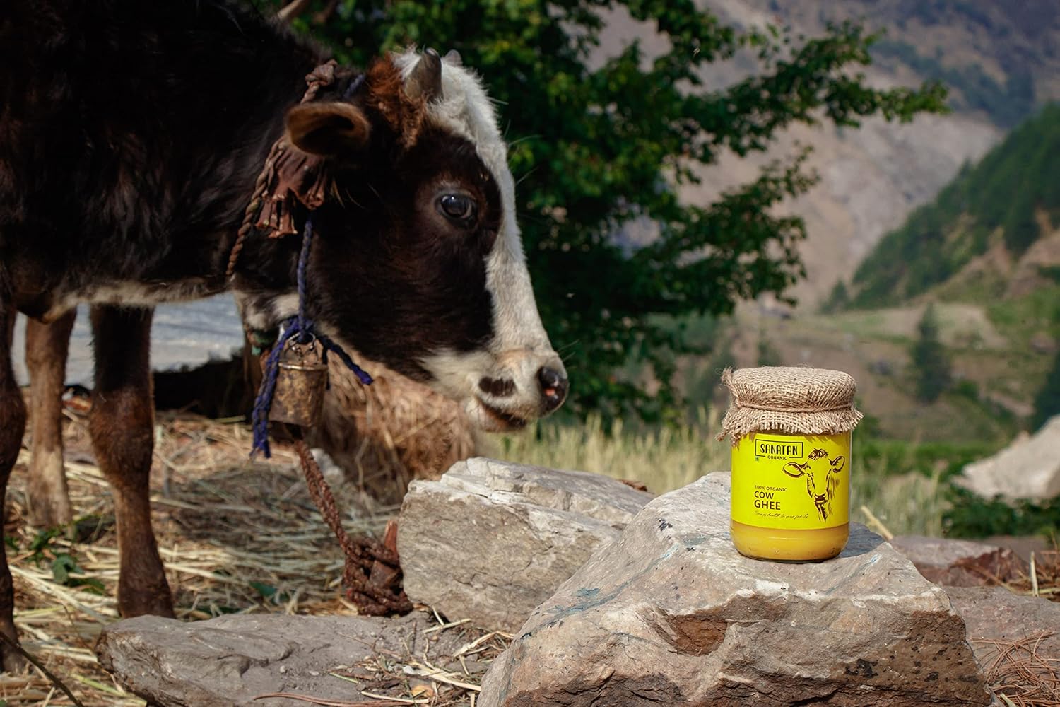 100% Pure Organic A2 Cow Ghee By Sanatan Organic | Rich Source Of Vitamin A & Protein Fiber Healthy Pure Desi Cow Ghee For Heart Health | (500ml) 16.9 Ounce | Jar Pack