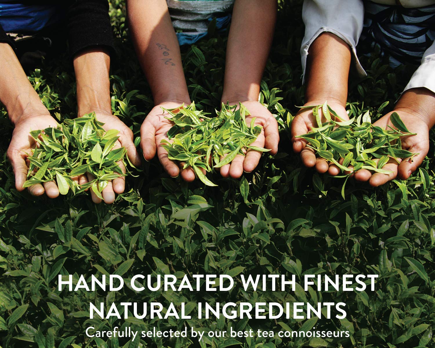 Teamonk Kimaya Darjeeling White Tea - 100gm, 3.5 Ounce, 50 Cups | USDA Certified Organic Darjeeling Herbal Tea - Supports Detoxification, Boosts Immunity & Skin Health - Caffeine Free