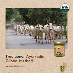 100% Natural A2 Desi Cow Ghee By Apka Kisan | Good Source Of Energy & Protein Fiber Healthy Desi Cow Ghee | 600ml (300ml * 2) 20.2 Ounce | Jar Pack
