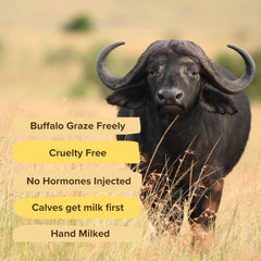 Premium A2 Jaffarabadi Buffalo Ghee By Village Company | Rich In Nutrients Calcium & Iron Pure Healthy Desi Cow Ghee For Overall Health | (1 Litr) 33.8 Ounce | Jar Pack