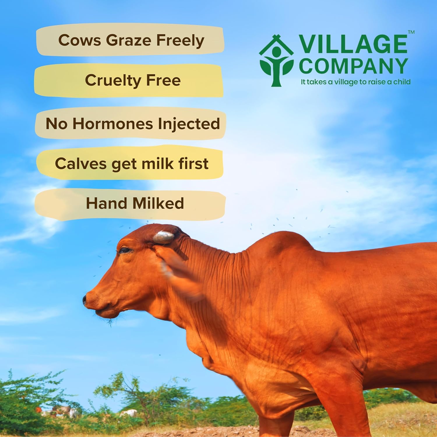 Premium A2 Cow Desi Ghee By Village Company | Rich In Nutrients Calcium & Iron Pure Healthy Desi Cow Ghee For Hair | (1 Litr) 33.8 Ounce | Jar Pack