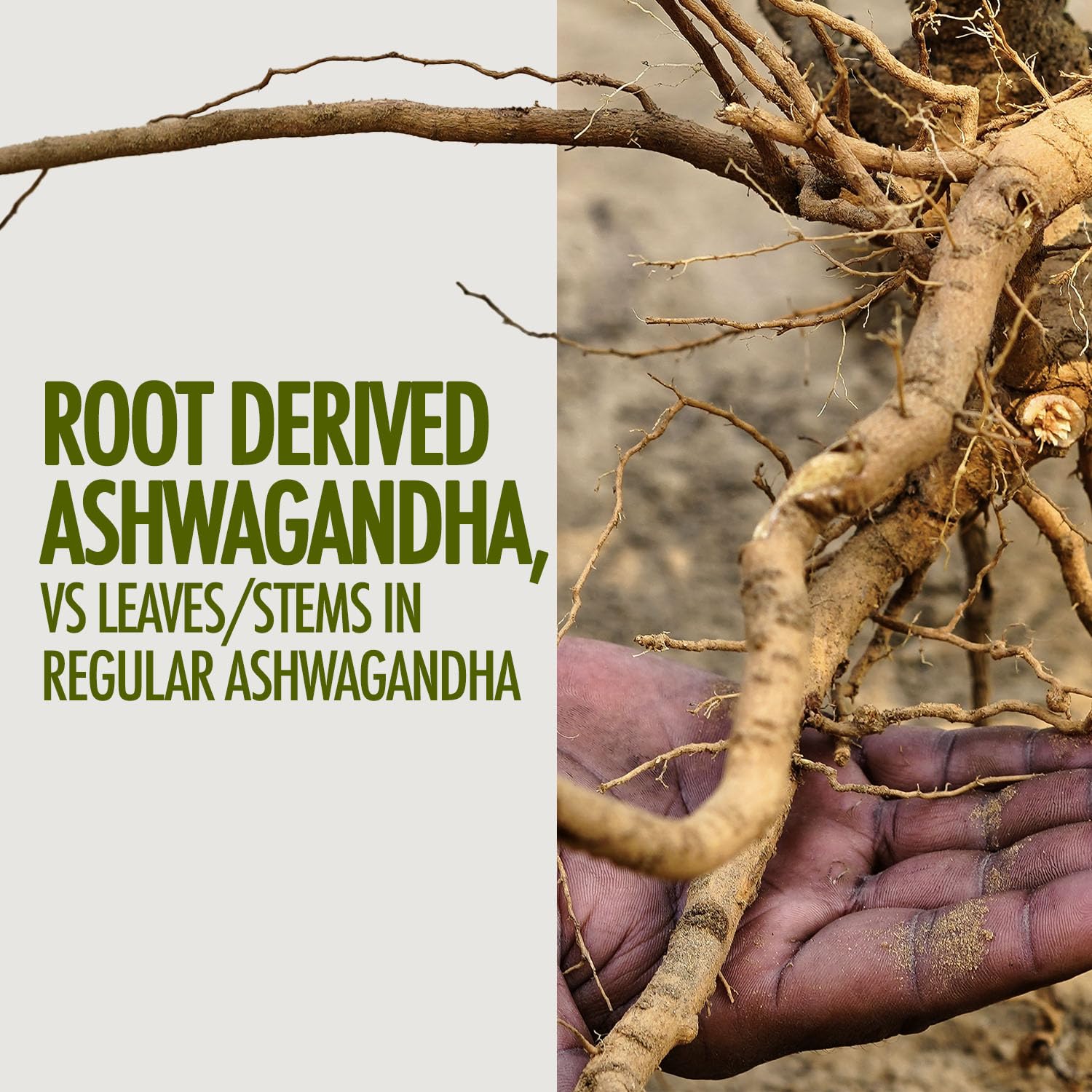 Kapiva Ashwagandha Gold Capsules, 183rd Day Harvested Potent Nagori Ashwagandha With Shilajit | Helps In Stress Management, Improve Energy | For Unisex, 60 Capsules 100gm 0.2lbs Each Pack Of 2