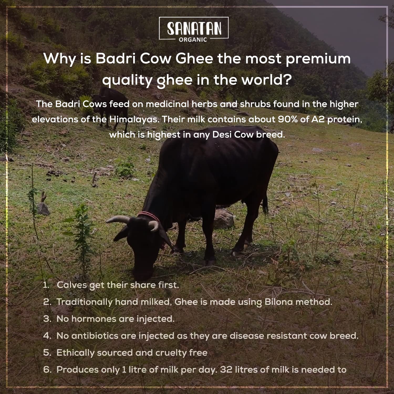 Pure Organic Badri Cow A2 Bilona Ghee By Sanatan Organic | Rich Source Of Vitamin A & Protein Fiber Healthy Pure Desi Cow Ghee | (250ml) 8.4 Ounce | Jar Pack