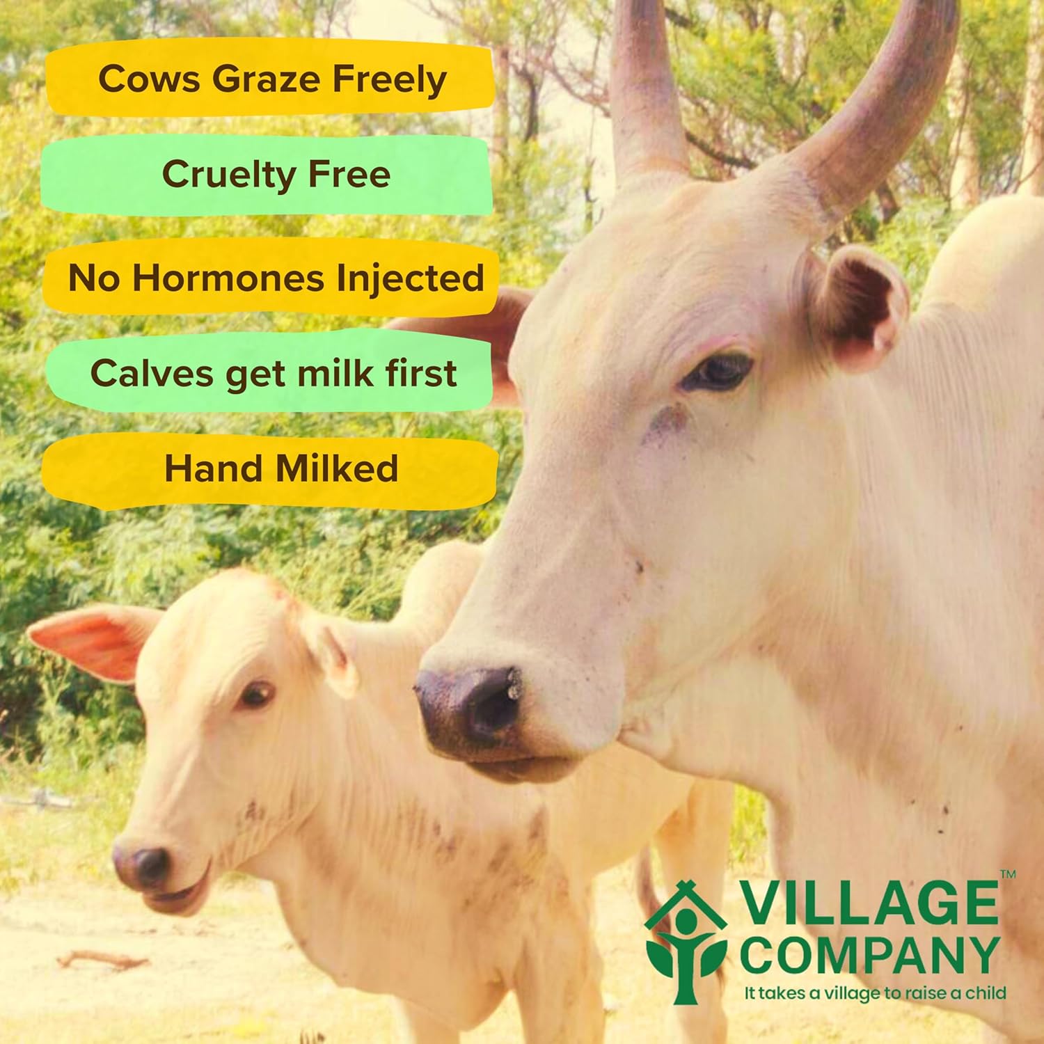 Premium A2 Kangayam Cow Ghee By Village Company | Rich In Nutrients Calcium & Iron Pure Healthy Desi Cow Ghee Good For Improves Hair Health | (1 Litr) 33.8 Ounce | Jar Pack
