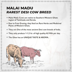Premium A2 Cow Ghee By Le Organics | Vedic Bilona Method Malai Madu Cow Ghee For Sweets & Bakes Cookies | (100ml) 3.3 Ounce | Jar Pack