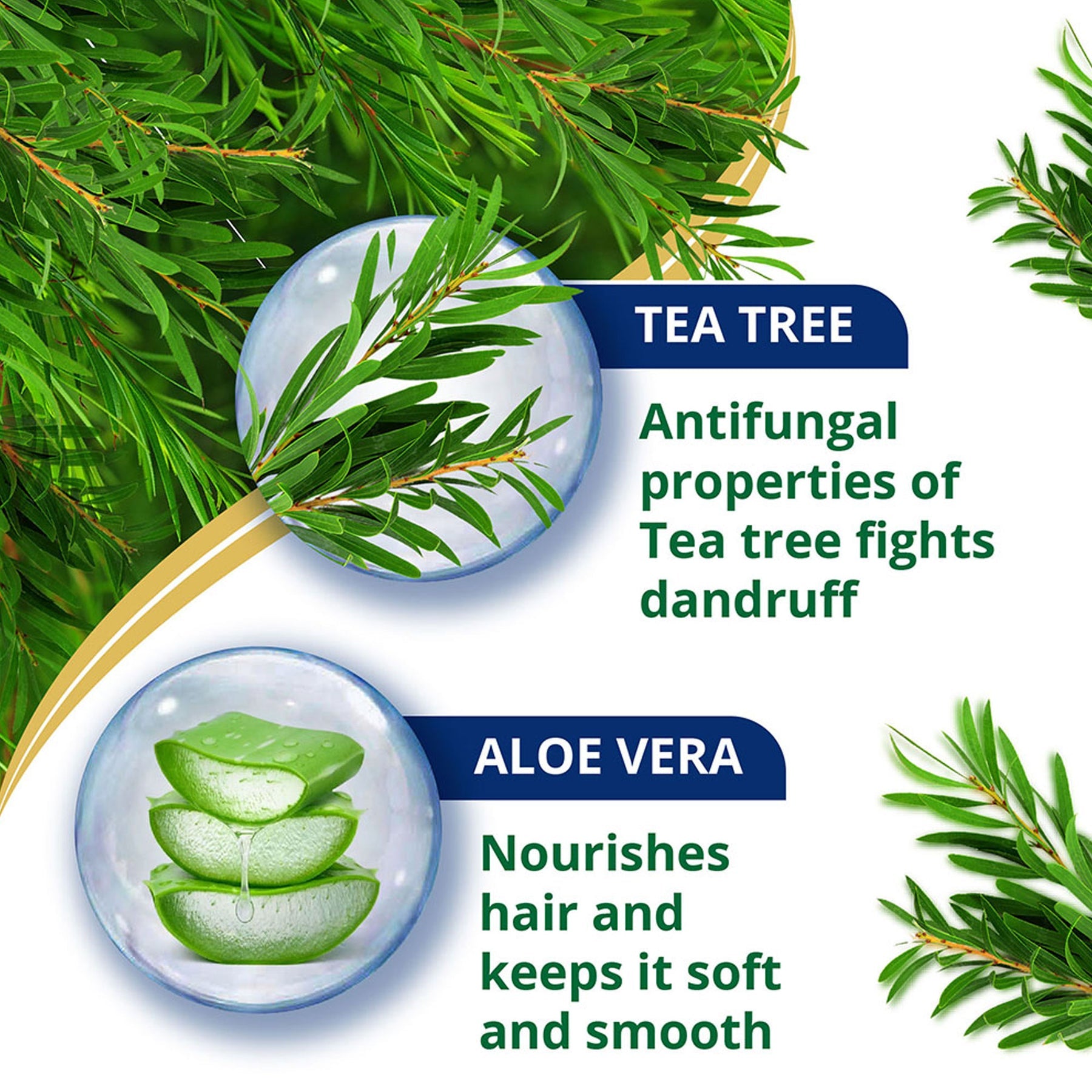 Himalaya Anti-Dandruff Tea Tree Conditioner, Detangles & Smoothens Hair | 80ml