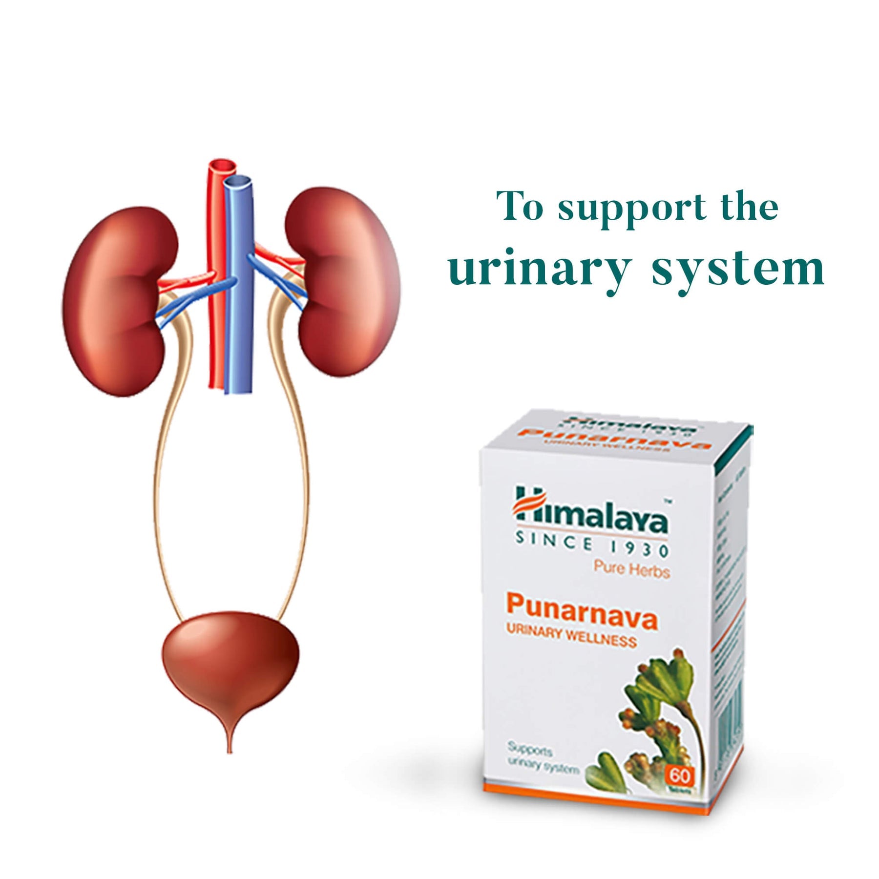 Himalaya Wellness Pure Herbs Punarnava Urinary Wellness Tablet, Useful For Efficient Kidney Functions | 60 Tablets