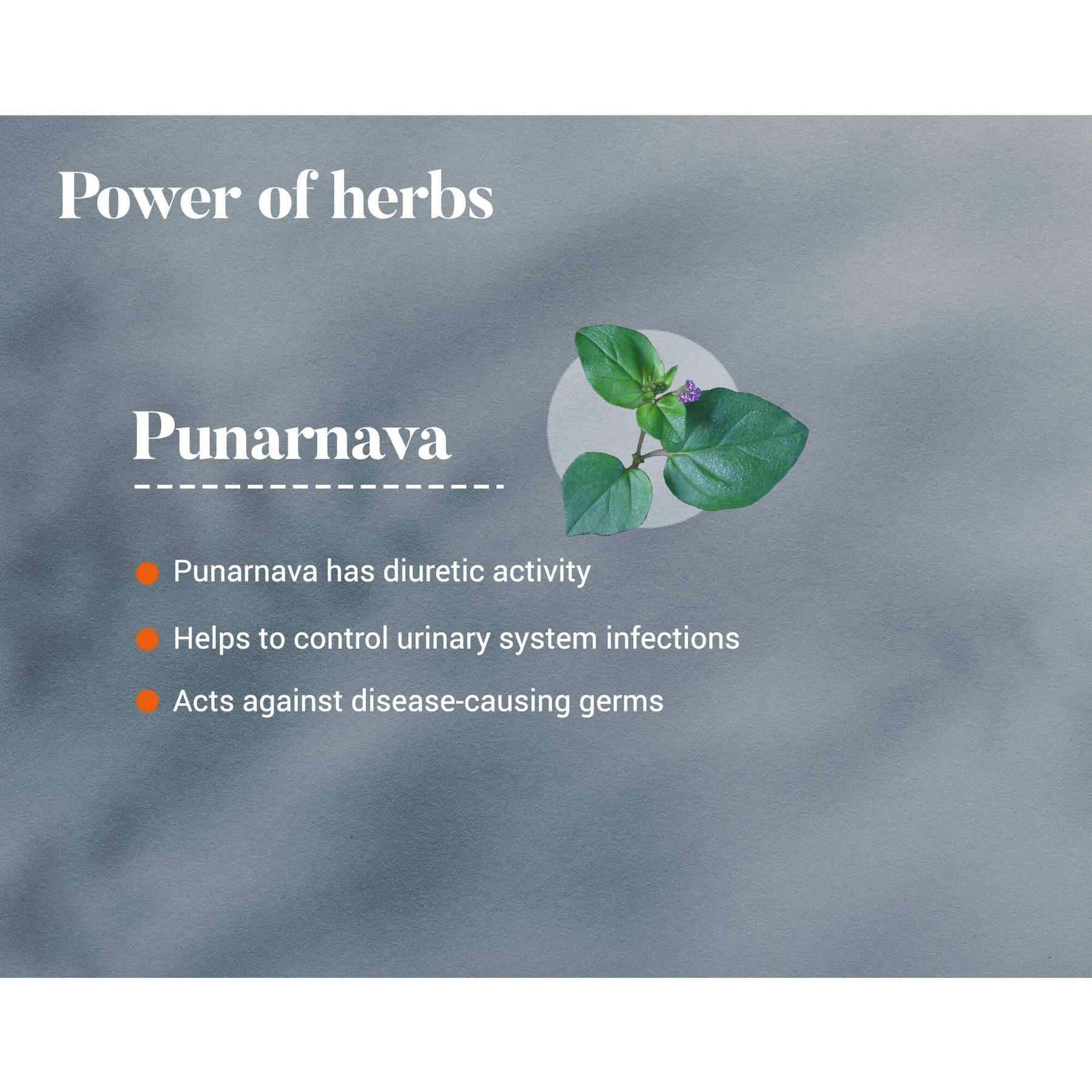 Himalaya Wellness Pure Herbs Punarnava Urinary Wellness Tablet, Useful For Efficient Kidney Functions | 60 Tablets (Pack Of 2)